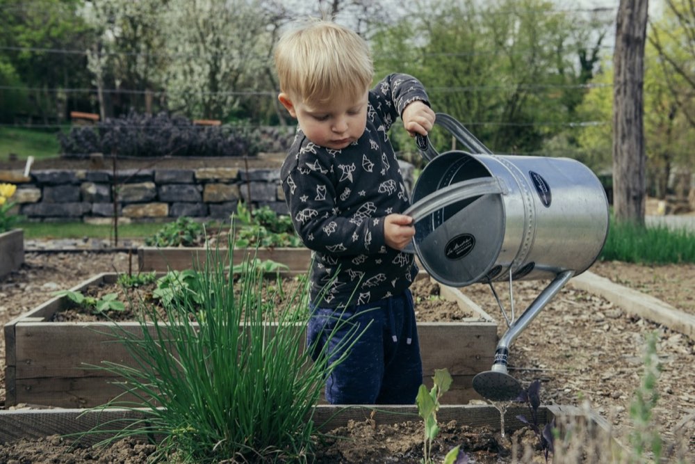 A toddler watering a raised garden bed with a metal watering can
